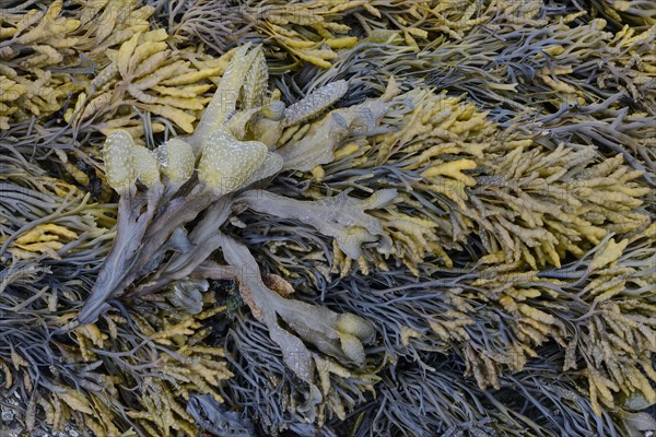 Spiral wrack