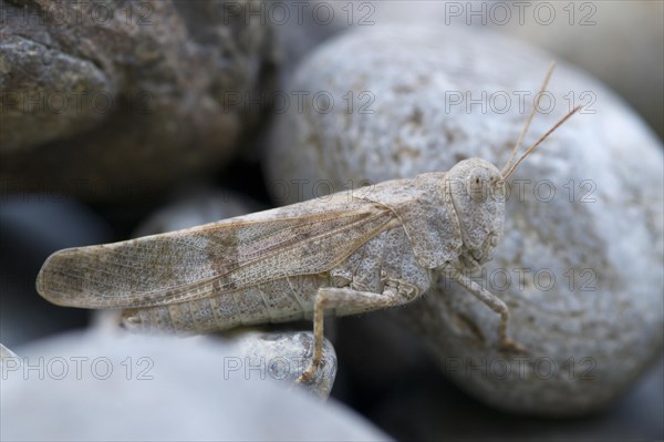 Blue-winged grasshopper