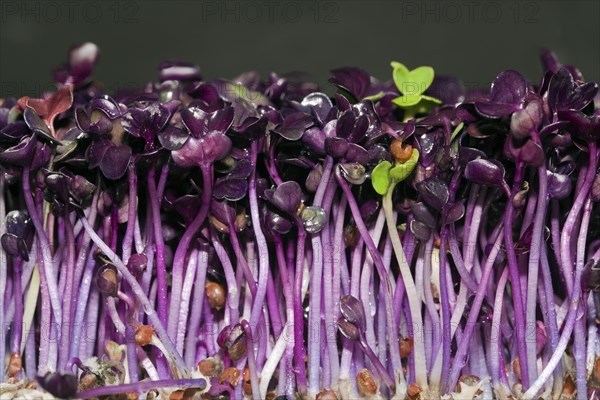 Red radish cress
