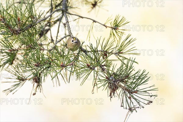 Goldcrest