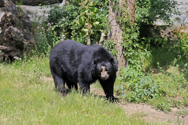 Spectacled bear