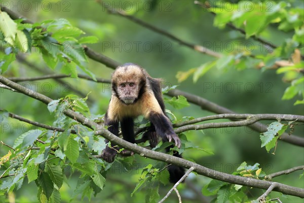 Golden-bellied capuchin