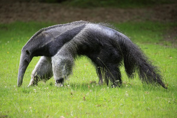 Giant anteater