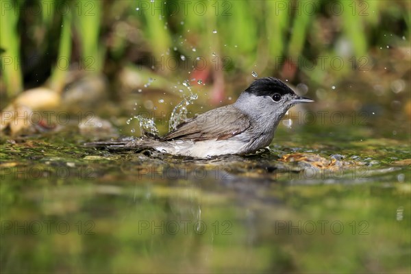 Blackcap