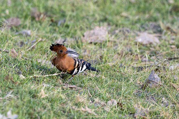 African Hoopoe