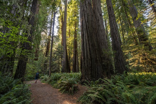 Hiker on trail through forest with coast redwoods