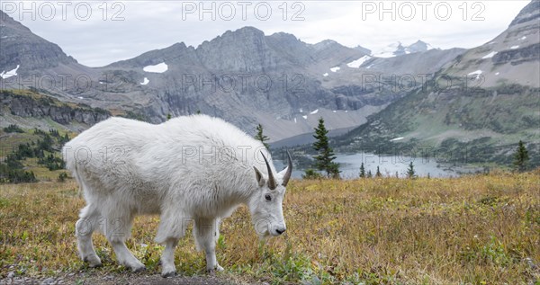 Mountain goat