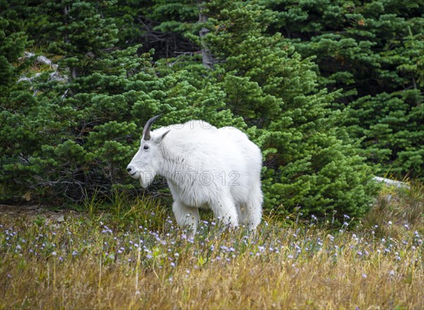 Mountain goat