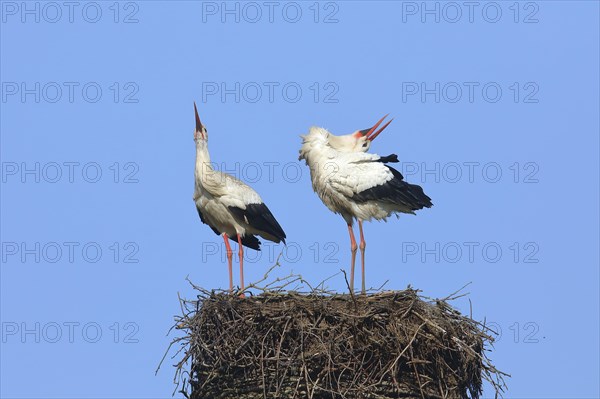 White stork