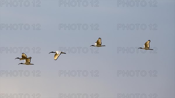 African sacred ibis