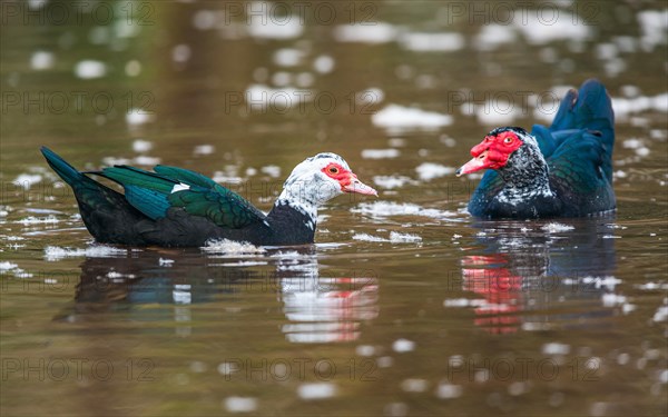 Muscovy Duck