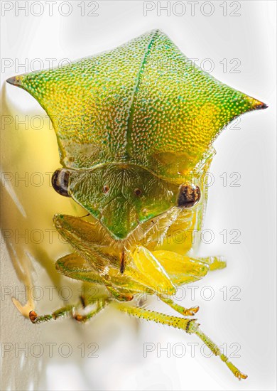 Buffalo cicada