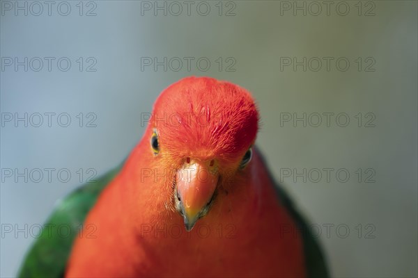 Australian King Parrot