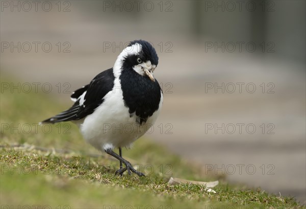 Magpie-lark