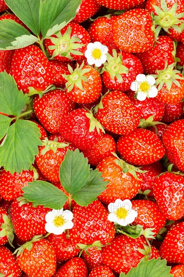 Strawberries berries fresh fruit Strawberry berry fruit from above with leaves and flowers