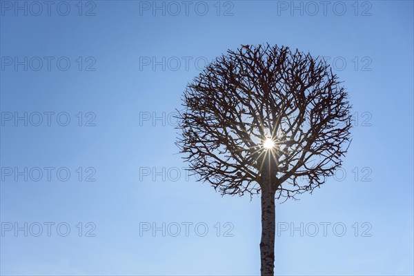 Tree cut as globe in shape with sun