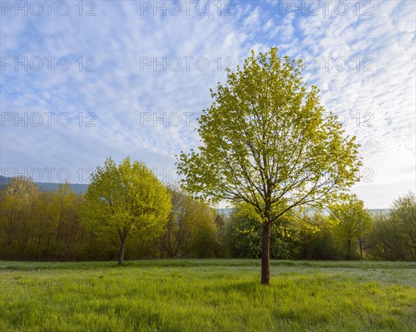 Maple tree in spring