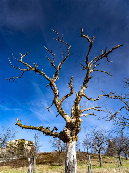 Tree at the rock formation Teufelsmauer