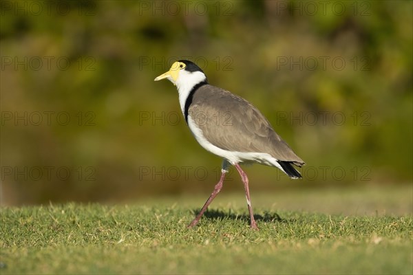 Masked lapwing