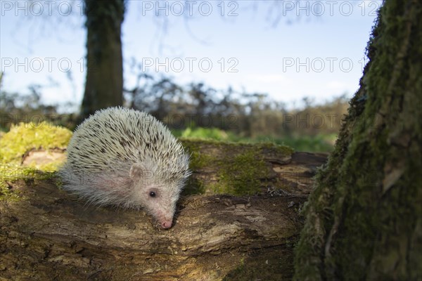 European Hedgehog