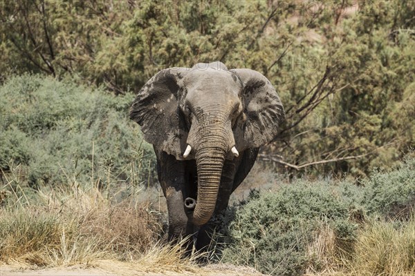 African Elephant