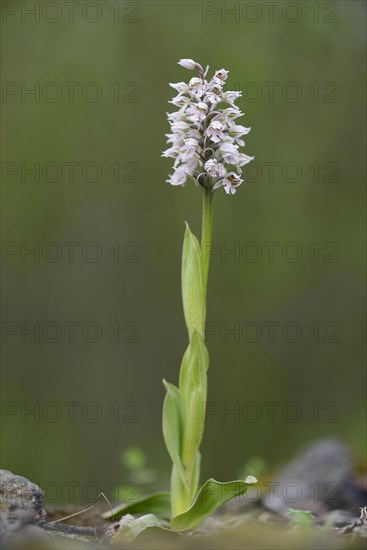 Spotted milky orchid
