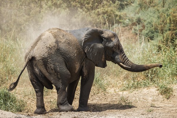 African Elephant