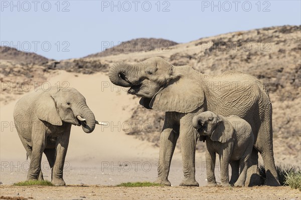 African Elephant