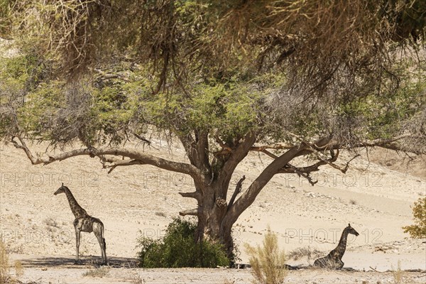 Angolan Giraffe