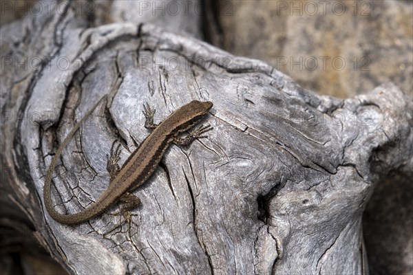 Madeira lizard or madeiran wall lizard