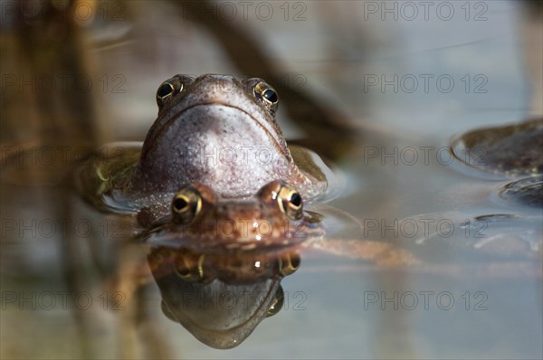 Common frog