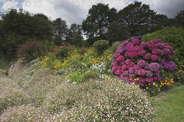 Front garden with hydrangea and mexican fleabanes