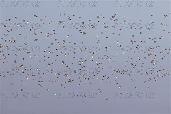 European golden plover