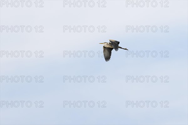 Grey heron