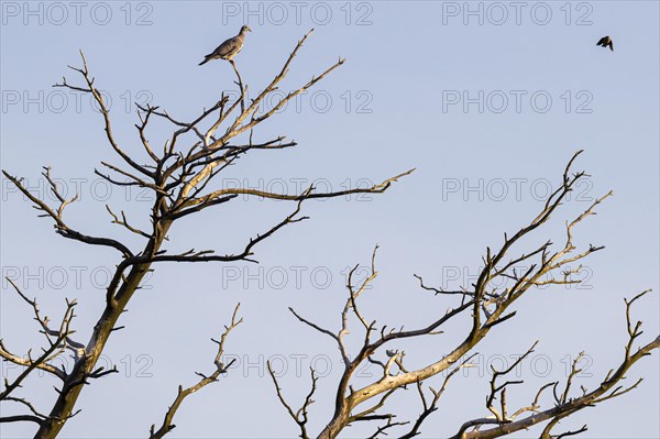 Common wood pigeon