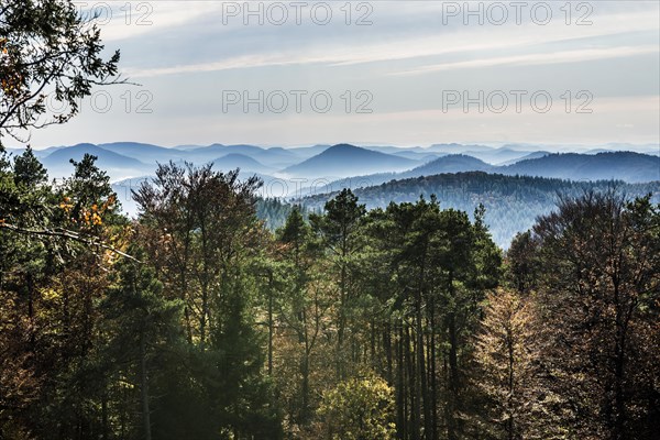 Autumnally coloured forest and mountains