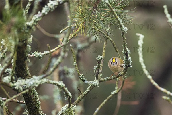 Goldcrest