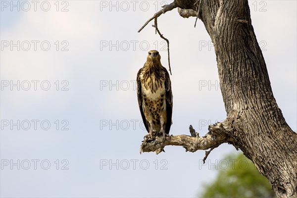 African fish eagle