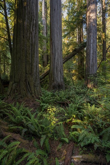 Coast redwoods