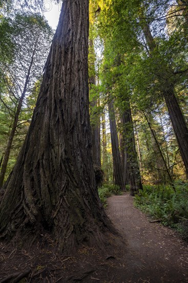 Hiking trail through forest with coastal sequoia trees