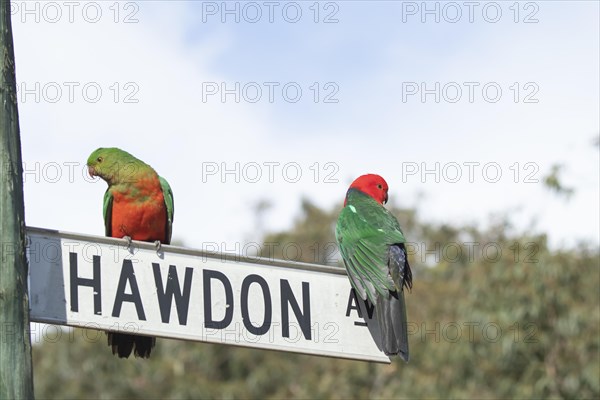 Australian king parrot