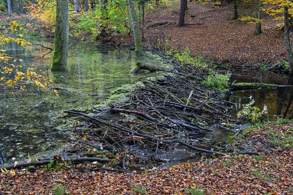 Dam of a beaver in the little river Briese