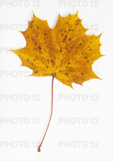 Autumnally discoloured maple