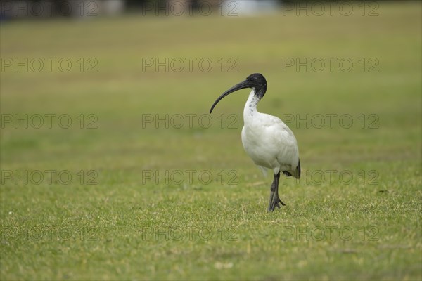 Australian white ibis