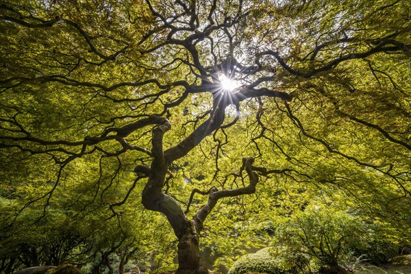 Downy japanese maple