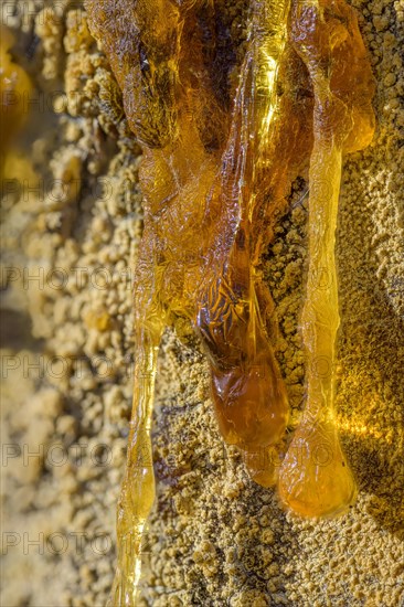 Tree resin of a european black pine