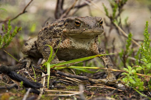 Common toad