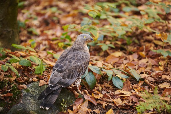 European honey buzzard