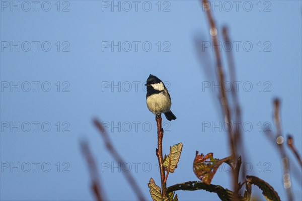 Coal tit