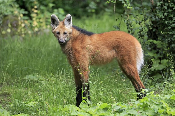 Maned wolf